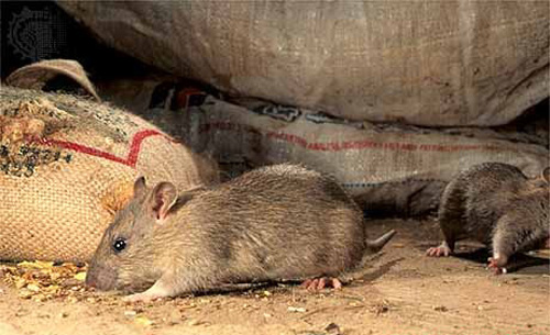 Как избавиться от мышей в доме или квартире | статья Медтехника №7 Краснодар