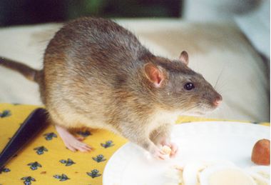 Как избавиться от крыс в доме