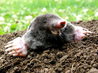 Как избавиться от кротов в огороде